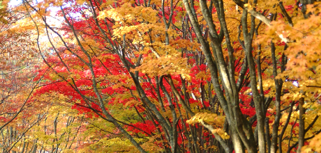 Autumnal tints