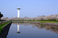 ライブラリー / 五稜郭公園(桜)01