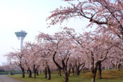 ライブラリー / 五稜郭公園(桜)02