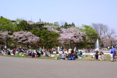 ライブラリー / 函館公園（桜）01