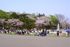 ライブラリー / 函館公園(桜)01