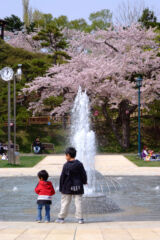 ライブラリー / 函館公園（桜）02