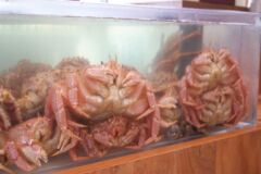 ライブラリー / かに01