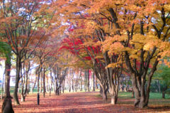 ライブラリー / 香雪園（見晴公園）05