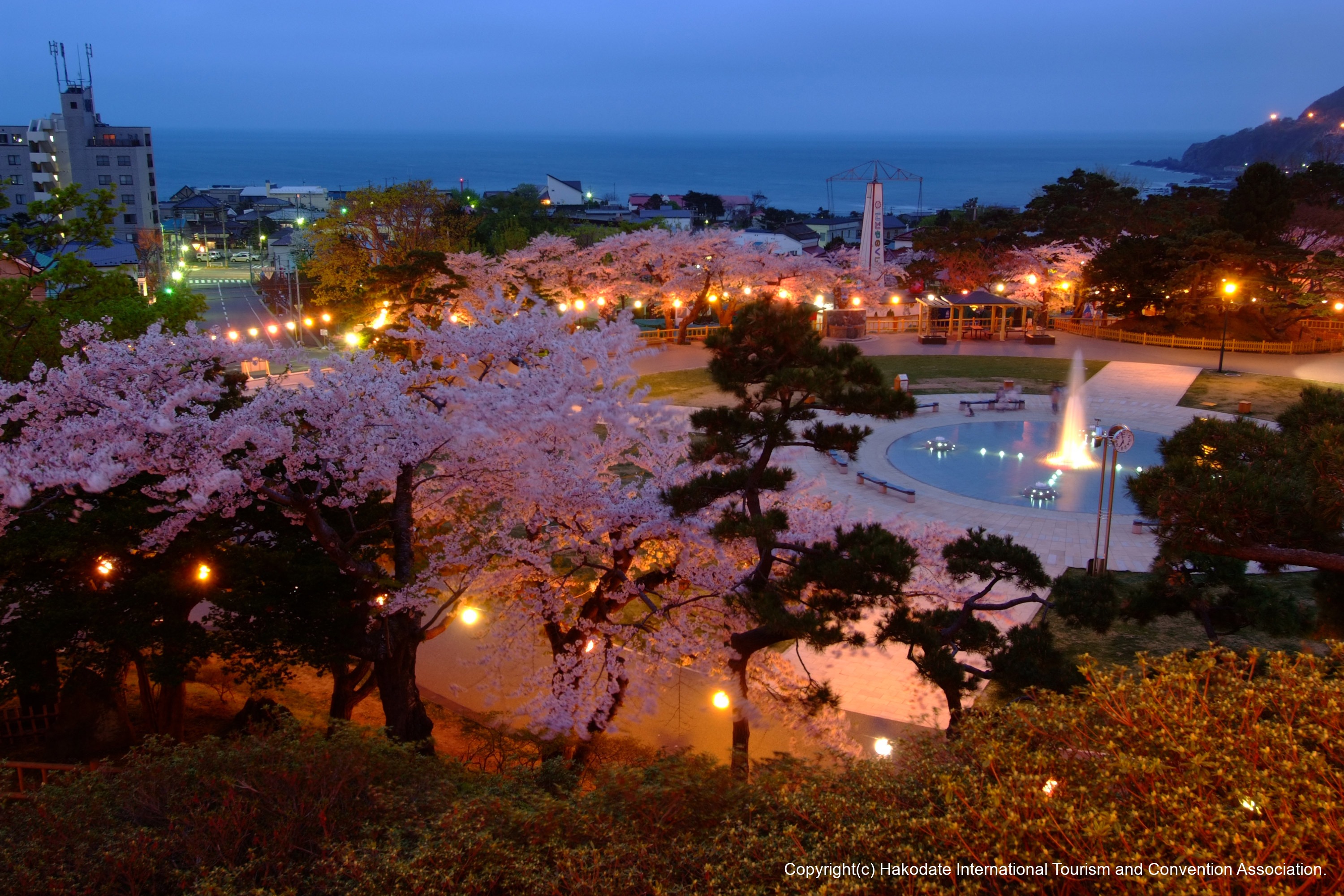 夜桜ライトアップ（函館公園）