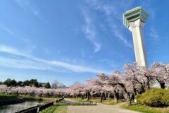 ライブラリー / 五稜郭公園(桜)03