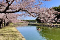 特別史跡五稜郭跡(五稜郭公園)