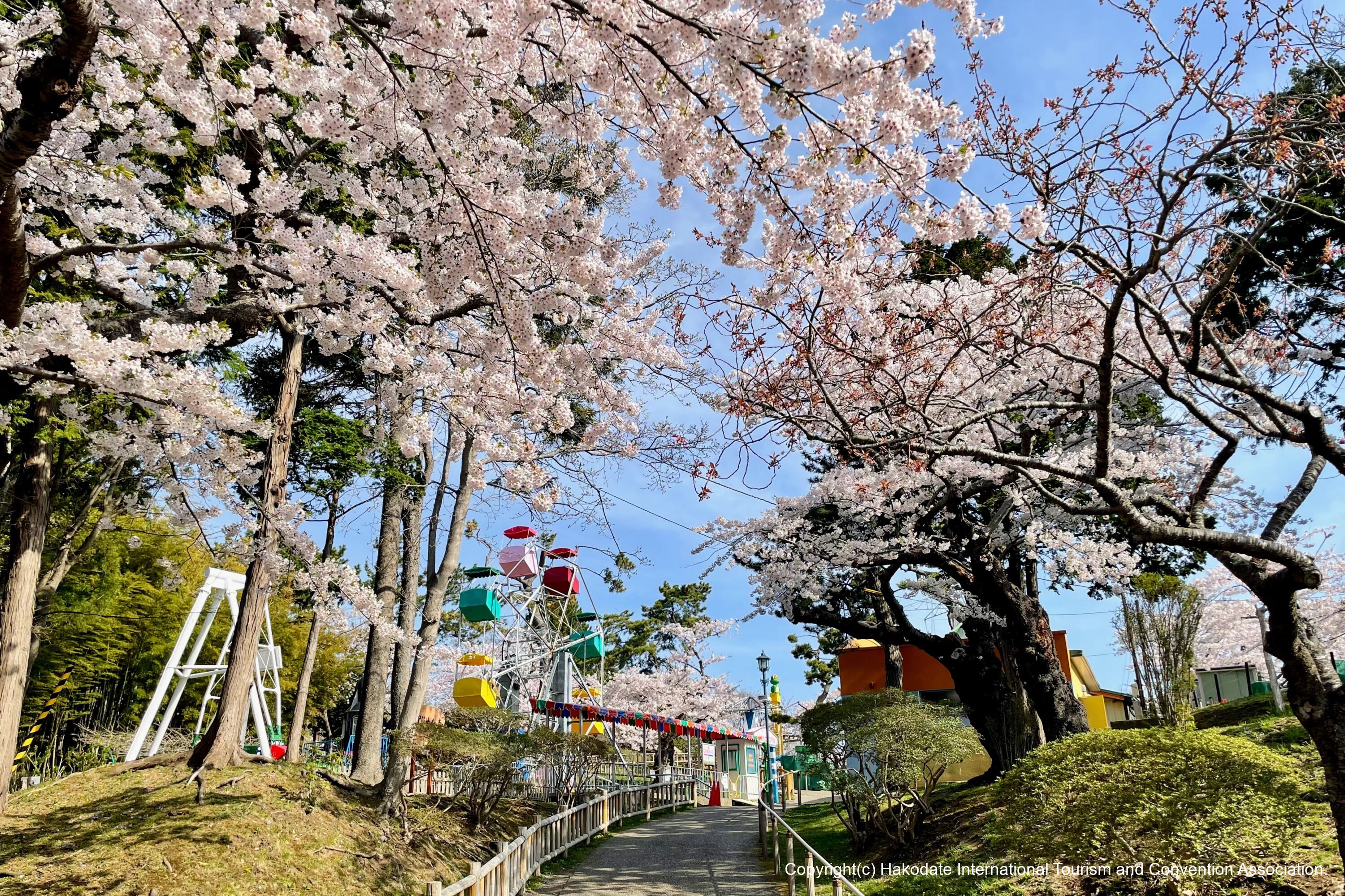 函館公園（桜）03