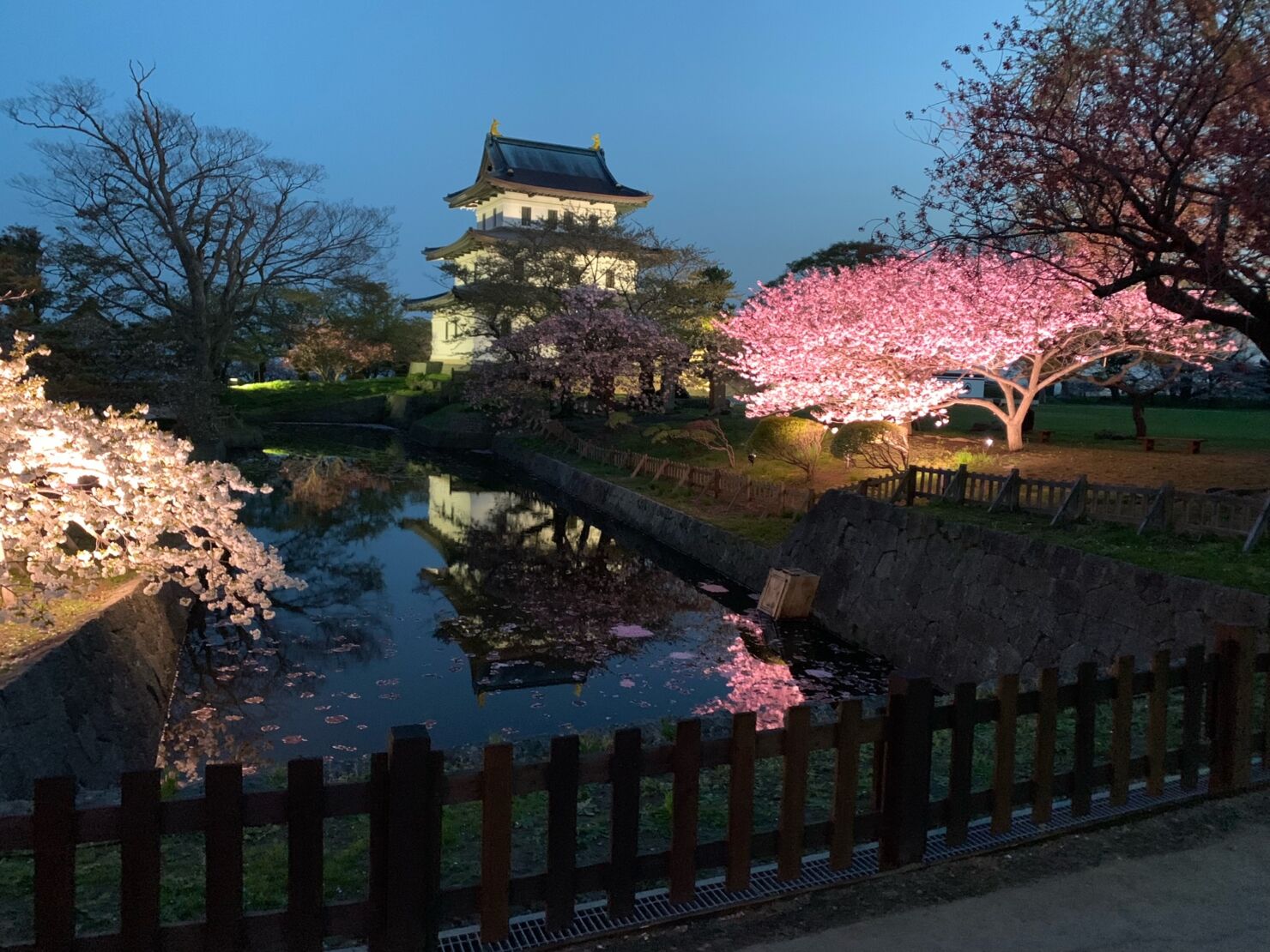 松前城と桜（ライトアップ）