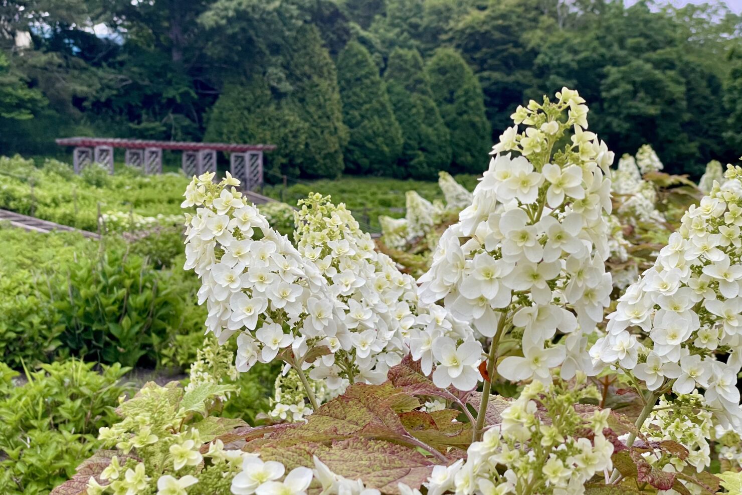 市民の森